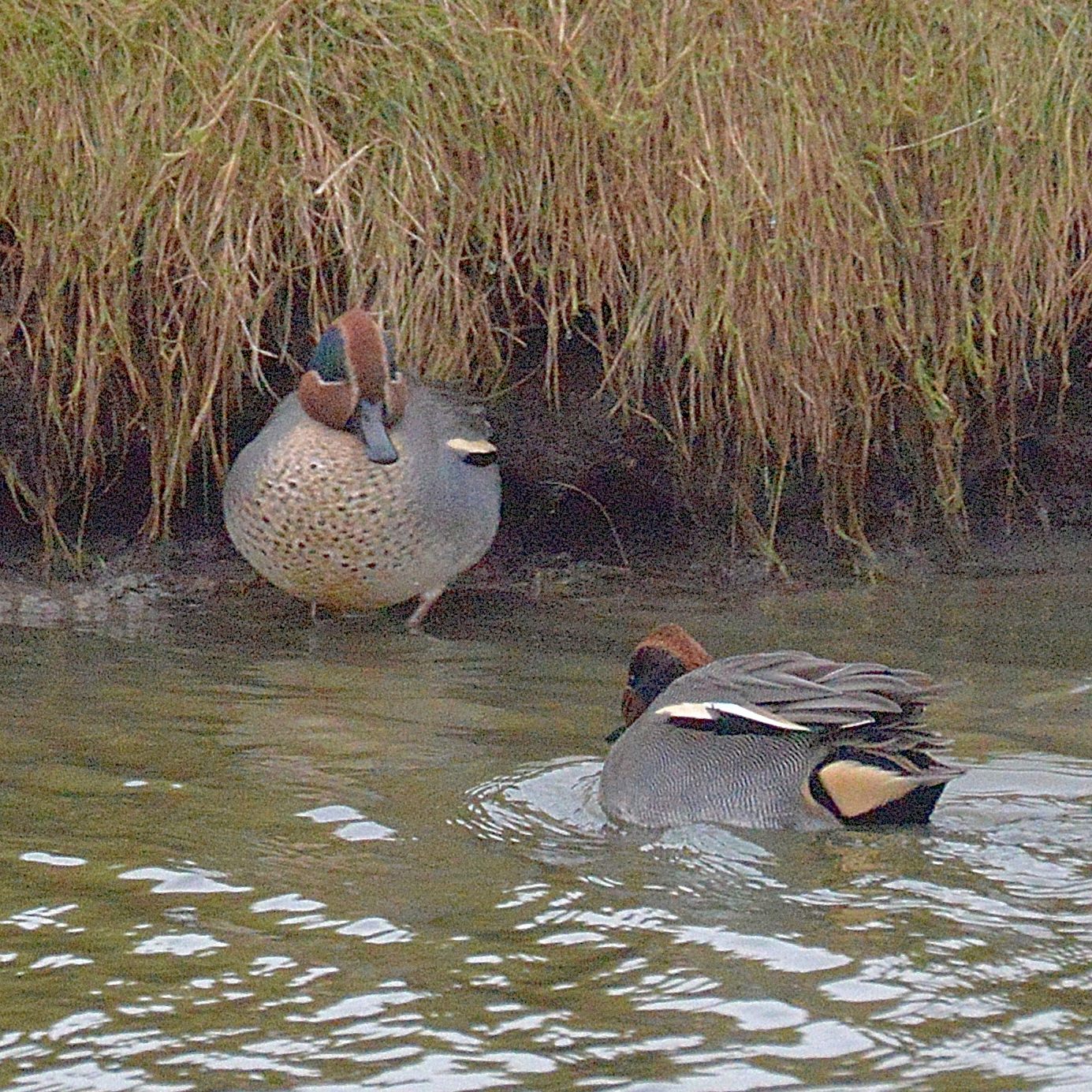 Sarcelles d'hiver (Eurasian teal, Anas crecca), mâles nuptiaux, De Cocksdorp, Ile de Texel, Pays-Bas.